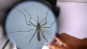 epa11270553 An Aedes aegypti mosquito, responsible for transmitting dengue, seen through a microscope at the Laboratory of Medical Parasitology and Vector Biology of the Faculty of Medicine of the University of Brasilia (UnB), in Brasilia, Brazil, 04 April 2024 (issued 10 April 2024). Brazilian researchers have launched a method to fight the dengue-transmitting mosquito that uses the same insect as a Trojan horse to spread a larvicide, in the midst of the worst epidemic of this disease in the country&#039;s history. It is a technique developed by the public laboratory Instituto Fiocruz and consists of a container filled with water in which they place a cloth impregnated with larvicide that, although it does not kill the mosquitoes, kills the larvae in the breeding sites.  EPA/Andre Borges