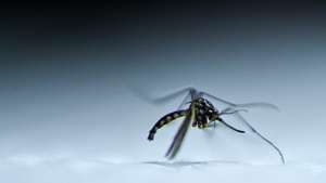 epa11189860 The Aedes aegypti mosquito, responsible for the transmission of dengue, in a laboratory in Brasilia, Brazil, 29 February 2024. This 29 February, Brazil surpassed the barrier of one million dengue cases so far this year, 390% more than in the months of January and February 2023, according to updated data from the Ministry of Health. The South American country also reported 207 deaths and another 687 suspicious deaths attributed to this infectious disease transmitted by a type of mosquito and whose expansion has been favored by the high temperatures associated with the El NiÃ±o phenomenon.  EPA/Andre Borges