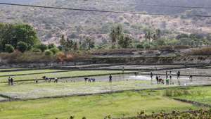Agricultores cultivam um campo de arroz em Timor-Leste, 23 de agosto de 2024. Timor-Leste fez um "progresso impressionante" desde a independência, mas permanece um estado frágil, considera o Fundo Monetário Internacional (FMI), com alguns analistas a alertarem para os "desafios da transição" do poder e perspetiva de crescimento económico modesto. (ACOMPANHA TEXTO DA LUSA DO DIA 24 DE AGOSTO DE 2024). PAULO NOVAIS/LUSA