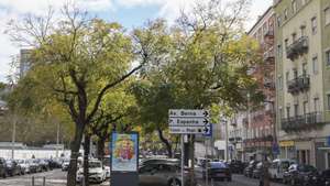A Câmara Municipal de Lisboa pretende abater 25 jacarandás e transplantar outras 22 árvores na Avenida 5 de Outubro, para construção de um parque de estacionamento subterrâneo, o que motivou uma petição contra esta decisão, com mais de 20.500 assinaturas, em Lisboa, 24 de março em Lisboa. TIAGO PETINGA/LUSA
