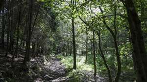 Florestas em que sete anos depois dos incêndios de Pedrógão Grande, alguma coisa mudou no território afetado pelos fogos. Há aldeias mais seguras e projetos que poderão mudar a paisagem, mas o eucaliptal abandonado está tão presente que quase parece “autóctone”, Figueiró de Vinhos,  24 de maio de 2024. (ACOMPANHA TEXTO DE 04-06-2024) PAULO NOVAIS/LUSA