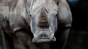 epa07831117 One of the two white South African rhinos at the La Aurora zoo in Guatemala City, Guatemala, 09 September 2019. The two rhinos, Arturo, a four-year-old male, and a three-year-old female who will receive a name from a contest that the zoo will launch on social networks, were received at the La Aurora zoo with the aim that during the next few years they can reproduce to preserve the species.  EPA/Esteban Biba