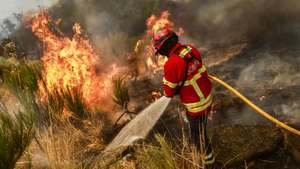 Um bombeiro combate as chamas durante o incêndio de grandes proporções que lavra há três dias no concelho de Trancoso, em Aldeia Velha, 11 de agosto de 2025. O incêndio rural que lavra desde a tarde de sábado, no concelho de Trancoso, já terá consumido 8.000 hectares, sobretudo soutos, olivais e vinhas, de acordo com o presidente da Câmara, Amílcar Salvador. MIGUEL PEREIRA DA SILVA/LUSA