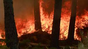 Incêndio de grandes proporções que começou há quatro dias no concelho de Trancoso e que passou para o concelho de Fornos de Algodres, distrito da Guarda, em Queiriz, 13 de agosto de 2025. O incêndio que lavra desde sábado em Trancoso, distrito da Guarda, sofreu uma reativação durante a madrugada por causa da trovoada e obrigou a um reforço de meios no terreno, segundo a proteção civil. MIGUEL PEREIRA DA SILVA/LUSA