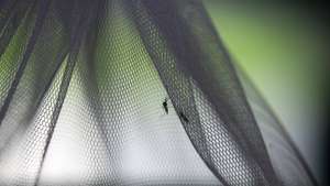 epa12311698 (FILE) - A sterilised male mosquito is prepared to be released from quarantine, to mark Asean Dengue Day, at Ban Nongsatit School in Chachoengsao Province, Thailand, 15 June 2016 (reissued 20 August 2025). The World Mosquito Day was established to commemorate the British physician Sir Ronald Ross, who demonstrated the link between mosquitoes and the transmission of malaria in 1897. It helps raise awareness of the ongoing threat of malaria and other mosquito-borne diseases.  EPA/NARONG SANGNAK *** Local Caption *** 52827526