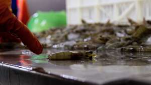 epa09723217 Prodelmar workers sort shrimps in Maracaibo, Venezuela, 31 January 2022 (issued 02 February 2022). Lake Maracaibo, the largest in Venezuela and famous for crude oil drilling, is becoming a hub for shrimp farming, and exports worth an estimated 300 million US dollar per year.  EPA/Henry Chirinos