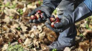 Um trabalhador apanha manualmente as castanhas, em Penedono, 07 de novembro de 2024. A insuficiência de trabalhadores tem obrigado os produtores a recorrerem a meios mecânicos para a apanha, que, embora possibilitem uma apanha mais rápida, também destroem muitos frutos. (ACOMPANHA TEXTO DA LUSA DO DIA 09 DE NOVEMBRO DE 2024). PAULO NOVAIS/LUSA
