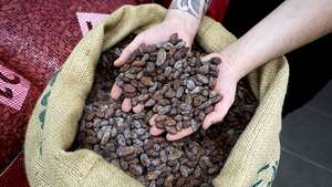 epa12548128 Ugo selects the Cocoa beans to make his chocolate bonbons with centifolia rose petals at the Maison Duplanteur chocolate factory in Grasse, southern France, 25 November 2025. While centifolia roses from Grasse are primarily used in perfume making, they are also utilized in culinary arts, including chocolates. The weeks leading up to Christmas are the busiest time of the year for the sweets industry.  EPA/SEBASTIEN NOGIER