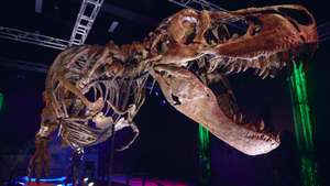 epaselect epa11438217 A Tyrannosaurus rex fossil on display during the launch event of the Victoria the T. rex exhibition at Melbourne Museum in Melbourne, Australia, 26 June 2024. One of the world's largest and most complete Tyrannosaurus rex fossils is the prehistoric star of an internationally touring exhibition that opens on 28 June at Melbourne Museum.  EPA/EUGENE HYLAND   AUSTRALIA AND NEW ZEALAND OUT