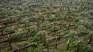 Imagem aérea de árvores derrubadas pela tempestade Kristin no Pinhal de Leiria na Marinha Grande, 4 fevereiro 2026. A região de Leiria foi uma das mais afetadas pela passagem da tempestade Kristin. PEDRO CASTANHEIRA E CUNHA/LUSA