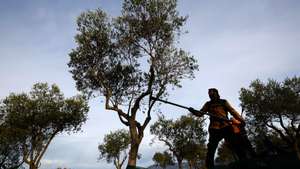 epa12516262 A worker uses a picking machine during the olive harvesting for the olive oil producer Mas Palat near Gignac, Southern France, 10 November 2025. Founded by Sebastien Mora in 1999, the Mas Palat was a field of olive trees for harvesting. In 2010, Mora decided to create a farm building for olive oil production. Currently, they move between 150 and 200 tons per year and produce approximately 15,000 liters of olive oil, destined for the national market. France produces around 4,200 tons of olive oil for domestic consumption each year.  EPA/GUILLAUME HORCAJUELO