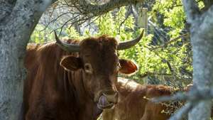 Um pequeno grupo de produtores conseguiu recuperar a raça algarvia de bovinos, que chegou a ser dada como extinta, estando agora apostados no aumento do número destes animais para, em seguida, passarem à sua comercialização, 26 de fevereiro de 2026. (ACOMPANHA TEXTO DO DIA 08 DE MARÇO DE 2026) LUIS FORRA/LUSA