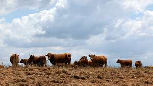 Bovinos num campo seco e com pouco alimento, em Beja, 25 de maio de 2023. Sem pastagens para o gado, devido à seca, e com as rações e a palha a preços altos, os criadores de bovinos do Baixo Alentejo estão a desfazer-se dos animais em leilões ou nos matadouros. (ACOMPANHA TEXTO DA LUSA DO DIA 28 DE MAIO DE 2023). NUNO VEIGA/LUSA