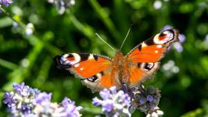 epa10070517 A Peacock russet butterfly flutters around the blossom of a blooming lavender bush in Bydgoszcz, Poland, 14 July 2022.  EPA/Tytus Zmijewski POLAND OUT