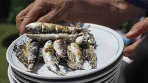 Sardinhas no prato, durante o almoço onde foi apresentado, pela primeira vez, o documentário sobre o processo de certificação MSC da sardinha ibérica, iniciado em julho de 2025, no âmbito da abertura da safra da sardinha, na Figueira da Foz, 04 de maio de 2026. PAULO NOVAIS/LUSA