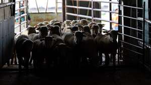 Borregos são transportados para o leilão de ovinos e caprinos que antecede a Páscoa, organizado pela Associação dos Jovens Agricultores do Sul (AJASUL) e pela Associação Nacional de Criadores de Ovinos da Raça Merina (ANCORME), Évora, 03 de abril de 2025. Nas vésperas da Páscoa, época em que a carne de borrego é mais procurada para consumo, o preço dos animais disparou para valores nunca antes vistos, devido à diminuição dos rebanhos provocada pela doença da língua azul. (ACOMPANHA TEXTO DE 12 DE ABRIL DE 2025). NUNO VEIGA/LUSA
