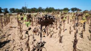 Campo de girassol, uma cultura de sequeiro que também se desenvolveu pouco este ano, devido à seca e muito calor, Santiago do Cacém, 8 de setembro de 2020. Sem possibilidade fazer rega há dois anos a partir da Barragem do Monte da Rocha, no concelho de Ourique (Beja), os agricultores confessam-se desanimados. (ACOMPANHA TEXTO DE 10/09/2020) NUNO VEIGA/LUSA