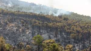 epa13130332 Charred trees in the aftermath of a forest fire of Bordj Okhriss, located approximately 150 km southeast of Algiers, Algeria, 24 July 2026. Northern Algeria experienced an unprecedented wave of wildfires, classified by the civil protection as 'sixth generation' fires due to their intensity and extent. Fueled by an exceptional heatwave where the heat dome pushed temperatures up to 48°C and 49°C, more than 1,600 fires were recorded in less than two weeks, resulting in the deaths of at least six people.  EPA/MOHAMED MESSARA