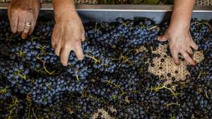 Agricultores fazem a vindima na região de Valpaços, 03 de setembro de 2026. Na região vitivinícola de Trás-os-Montes cortam-se as uvas com a expectativa de um aumento de produção e boa qualidade, mas em Valpaços a vindima fica marcada pelo incêndio que afetou 304 hectares de vinha. (ACOMPANHA TEXTO DA LUSA DO DIA 05 DE SETEMBRO DE 2026). PEDRO SARMENTO COSTA/LUSA
