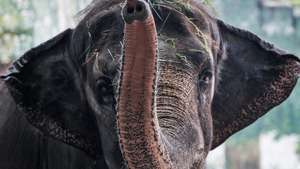 Elefante Maali de 42 anos de idade no Dia Mundial do Meio Ambiente no jardim zoológico de Manila, Filipinas.Mark R.Cristino/Lusa