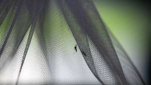 Mosquitos estéreis que serão libertados na Província de Chachoengsao na Tailândia