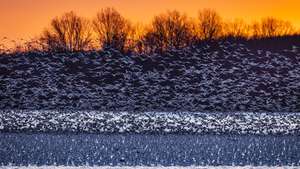 epa10459064 A flock of snow geese takes off from the Middle Creek Wildlife Management Area near Kleinfeltersville, Pennsylvania, USA, 10 February 2023. A new strain of the virulent H5N1 bird flu virus is spreading through snow geese flocks in the US. Though the new variant of avian influenza is not currently a threat to humans, scientists are concerned about its recent spread to raccoons, skunks, and other mammals.  EPA/JIM LO SCALZO