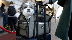 epa10989711 A Shih Tzu dog named Marla is prepared to board a flight along with her owner at Ronald Reagan Washington National Airport on the day before Thanksgiving, in Arlington, Virginia, USA, 22 November 2023. The Thanksgiving Day holiday period is typically the busiest travel time of the year in the United States. About 4.7 million people are expected to fly between 22 November and 26 November, according to AAA (American Automobile Association), making 2023 Thanksgiving air travel the busiest in nearly twenty years due to cheaper fuel and airfare.  EPA/MICHAEL REYNOLDS