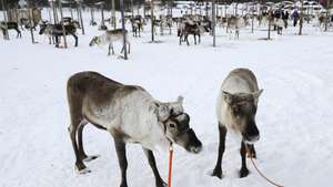 epa02695516 (05/23) Two reindeers are tied up during the Reindeer Cup Championship Drives 2011 in Inari, Lapland, northern Finland, 19 March 2011. There are 51 Reindeer Herding Cooperatives in Finland of which 20 took part in the 2011 Cup. When autumn arrives reindeers are separated. Some go to the slaughterhouse, other are kept for breeding and a few males are neutered and trained as work reindeers, mainly for pulling sledges and racing. Once that has been done, local breeder cooperatives like to find out who owns the fastest and strongest reindeer. With the onset of spring, the cooperatives hold meetings to review the events of the past year.  EPA/KIMMO BRANDT ***FINLAND OUT******PLEASE REFER TO THE ADVISORY NOTICE 02695511 FOR COMPLETE FEATURE TEXT***