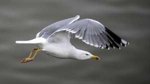 epa05827493 A seagull flies over the Main river in Frankfurt Main, Germany, 03 March 2017.  EPA/ARMANDO BABANI