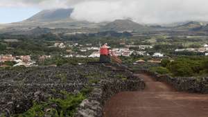 Paisagem da cultura da vinha do Pico, classificada Património Mundial da UNESCO, com o Moinho do Frade ao fundo, Madalena, Ilha do Pico, Açores, 31 de julho de 2025. NUNO VEIGA/LUSA