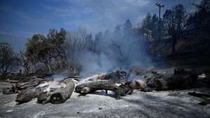 epa13168665 Burnt area near houses after a fire that broke out in the summer resort of Siviri, Chalkidiki, northern Greece, 14 August 2026. The situation regarding the fire that broke out on 13 August in Siviri, Chalkidiki, has improved; there is no active fire front, although there are many scattered hotspots, according to the Fire Service. Seven to eight houses and several vehicles have sustained serious damage, while the general estimate for the burnt forest area is 4,000 stremmata, according to the local Fire Service commander.  EPA/STRINGER