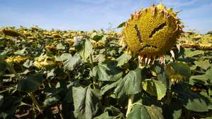 epaselect epa13159256 Dry sunflowers stand in a field amid prolonged dry weather in Saint-Denis-Bovesse, Belgium, 10 August 2026. Exceptional heat and limited rainfall across western and central Europe have depleted soil moisture and affected the development of summer crops, raising concerns over yield potential, according to the European Commission's Joint Research Centre. The European Commission says increasingly frequent adverse climatic events are causing significant economic losses for farmers and increasing the need for agricultural crisis support and stronger measures to improve farm resilience to climate shocks.  EPA/OLIVIER HOSLET