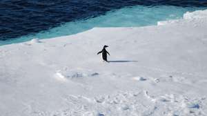 Antártida, alterações climáticas, pinguim