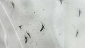 epa10908950 Wolbachia-Aedes aegypti mosquitoes in a cage where male and female mosquitoes mate and eggs are collected in the adult insectary room at the Project Wolbachia mosquito production facility in Singapore, 27 September 2023 (issued 09 October 2023). Singapore's National Environment Agency (NEA) is using Wolbachia technology to combat dengue in high-rise, densely populated tropical areas. Under Project Wolbachia, non-biting male Wolbachia-carrying Aedes aegypti mosquitoes are released in areas with higher dengue risk. When these males mate with local Aedes aegypti females, the resultant eggs do not hatch, leveraging a biological phenomenon to cut mosquito populations and lower dengue transmission in dense urban areas. Studies in two sites by NEA reveal that in areas with these releases for over a year, there's been up to a 98 percent reduction in the Aedes aegypti population and up to 88 percent fewer dengue cases. NEA is able to produce about 7 million male Wolbachia-Aedes aegypti mosquitoes per week. The Project Wolbachia mosquito production facility has so far produced and released more than 300 million male Wolbachia-Aedes aegypti mosquitoes since it started in 2019.  EPA/HOW HWEE YOUNG  ATTENTION: This Image is part of a PHOTO SET