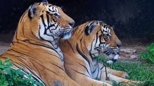 epa03370144 A couple of Bengal Tigers are seen resting at the central Zoo in Kathmandu, Nepal, 26 August 2012. According to a tiger census conducted last year, a total of 121 breeding tigers live in protected areas in the country.  EPA/NARENDRA SHRESTHA