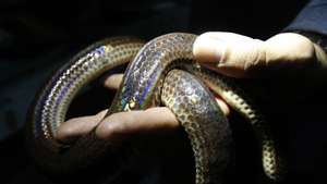 epa10172468 Thai fireman Phinyo Pukphinyo shows a non-venomous Sunbeam snake inside an animal shelter at Bang Khen Fire and Rescue Station in Bangkok, Thailand, 06 September 2022 (issued 09 September 2022). As monsoon storms between June and October cause widespread flooding across the country, it is common for people in Thailand's capital city of Bangkok to experience a spate of wildlife invasion in residential areas, in particular from snakes like pythons and cobras. According to the Bangkok Fire and Rescue Department, they receive between 150 to 200 emergency calls a day asking for help to catch invading snakes during the rainy season. About 60,000 of these animals are caught every year. Most of the creatures do not pose any danger to humans and were taken to wildlife shelters or released to the wild after being rescued by firefighters. The rapid pace of urban expansion has also increased the likelihood of encounters with these wild animals as their habitats are encroached by the development of the city towards wild areas.  EPA/NARONG SANGNAK  ATTENTION: This Image is part of a PHOTO SET