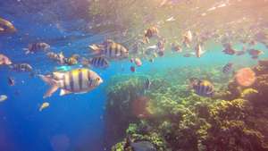 epa12495538 A picture taken 30 October 2025 in the Marsa Alam coral reef, Egypt. The Global Tipping Points Report 2025 released on 13 October 2025, compiled by 160 authors from 23 countries and 87 institutions, looks at the impact of global warming and aims to highlight climate-induced tipping point in the Earth's systems as in coral reefs, ocean currents, glaciers and rainforests. The report was published ahead of the 30th World Climate Conference, which begins on 10 November 2025, in Belem, Brazil.  EPA/OLIVIER HOSLET