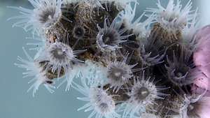 Epizoanthus martinsae, uma nova espécie encontrada no mar dos Açores, Horta, 19 de janeiro de 2021. O projeto europeu ATLAS descobriu 12 novas espécies no mar profundo do oceano Atlântico, quarto delas nos Açores, revelou hoje o Observatório do Mar dos Açores. RODRIGO SÁ DA BANDEIRA/IMAR_OKEANOS/LUSA