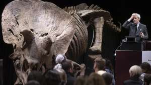 Dinossauro "Triceratops" leiloado em Paris, por 5,5 milhões de euros