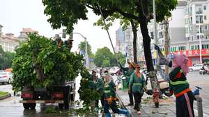 epa11589045 Workers cut redundant branches of trees ahead of the landfall of typhoon Yagi in Haikou, south China&#039;s Hainan Province, 05 September 2024 (issued 06 September 2024). The State Flood Control and Drought Relief Headquarters raised its emergency response for flood and typhoon prevention from level III to level II in Guangdong and Hainan provinces at 3 p.m. on 05 September, as typhoon Yagi approaches. Yagi is expected to make landfall on 06 September afternoon or evening somewhere between the city of Qionghai in Hainan and Maoming City in Guangdong.  EPA/XINHUA / GUO CHENG CHINA OUT / UK AND IRELAND OUT  /       MANDATORY CREDIT EDITORIAL USE ONLY