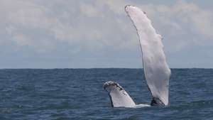 epa10157552 A whale&#039;s fin at the Uramba Bahia Malaga National Park, in Buenaventura, Colombia, 01 September 2022 (issued 03 September). Humpback whales can be watched during these months in the Colombian Pacific, where they come to give birth to their young.  EPA/ERNESTO GUZMAN JR