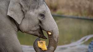 epa09578587 A zoo elephant munches on part of the award-winning giant pumpkins from Tivoli's Halloween, in the elephant facility at the Copenhagen Zoo, Friday 12 November 2021.  EPA/IDA MARIE ODGAARD  DENMARK OUT