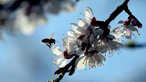 epa05246422 A bee approaches a flower on a cherry tree on a meadow in Werder, Germany, 06 April 2016.  EPA/RALF HIRSCHBERGER