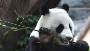 epa13141678 The giant panda Katyusha plays inside an enclosure during her mother Ding Ding's 9th birthday celebration at the zoo in Moscow, Russia, 30 July 2026.  EPA/MAXIM SHIPENKOV