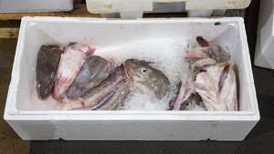epa08872671 Cod fish for sale at the Glasgow Fish Market at Blochairn, Glasgow, Scotland, Britain, 09 December 2020. Fishing rights is one of the key issues still to be settled in a post-Brexit agreement between the UK and the EU. The British Prime Minister and the European Commission President are to meet 09 December 2020 evening for trade deal talks as a negotiations phase of eleven months that started on on 31 January 2020 following the UK's exit from the EU, ends on 31 December 2020.  EPA/Robert Perry  ATTENTION: This Image is part of a PHOTO SET
