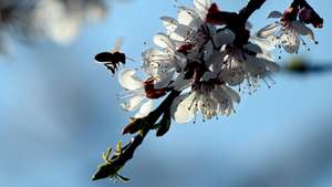 epa05246422 A bee approaches a flower on a cherry tree on a meadow in Werder, Germany, 06 April 2016.  EPA/RALF HIRSCHBERGER