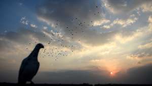 epa05839278 Pigeons fly over the old districts of Cairo, Egypt, 07 March 2017 (Issued 09 March 2017).  EPA/MOHAMED HOSSAM