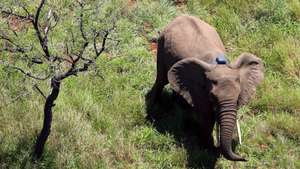 epa01177255 A picture dated 12 November 2007 shows an elephant fitted with a tracking collar recovering from the drug, some 80km north-east of Maputo, Mozambique. In a joint project of the Conservation Ecology Research Unit (CERU) of South Africa's University of Pretoria and Mozambique's University of Eduardo Mondlane, co-funded by the International Fund for Animal Welfare (IFAW), elephants in rural areas of Mozambique adjoining the park were fitted with tracking collars during November 2007. The research is aimed at implementing a systemic approach to elephant management through Mozambique where conflict has occurred between village residents and free-roaming elephants in the wild.  EPA/JON HRUSA