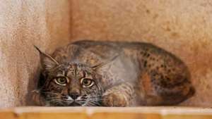 A lince fêmea Ventilla, espera em cativeiro no Centro de Recuperação de Fauna Selvagem “El Chaparrillo” o dia em que será libertada em Cuenca (Espanha), e irá contribuir para repovoar a zona, em Ciudad Real, Castela-La Mancha, Espanha, 11 de maio de 2025. O projeto de recuperação do lince ibérico arrancou em 2002, ao abrigo de programas europeus LIFE, e fez-se em cooperação com as populações, segundo referem responsáveis do Lynx Connect, o LIFE em curso, para o período 2020-2025. (ACOMPANHA TEXTO DA LUSA DO DIA 16 DE MAIO DE 2025). NUNO VEIGA/LUSA