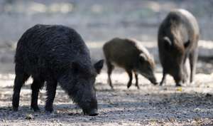 epa08692940 Wild boars (Sus scrofa) in their enclosure at the Alte Fasanerie wild park in Klein-Auheim near Hanau, Germany, 24 September 2020. The German Agriculture Ministry confirmed a first Swine Fever case in a dead wild boar in Brandenburg, Germany, on 10 September 2020.  EPA/RONALD WITTEK